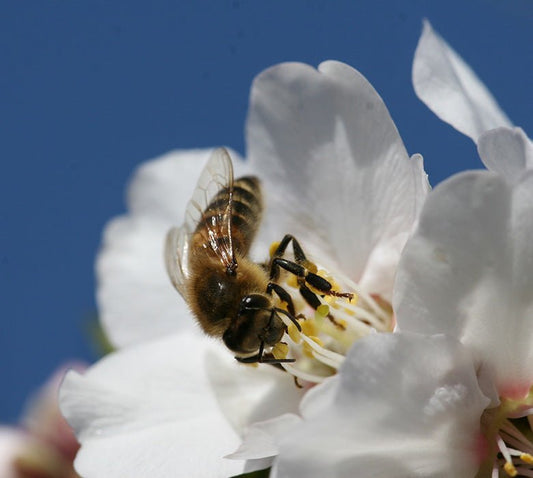 The Honey Bee: The Anchor in our Food Supply - Honey Stinger
